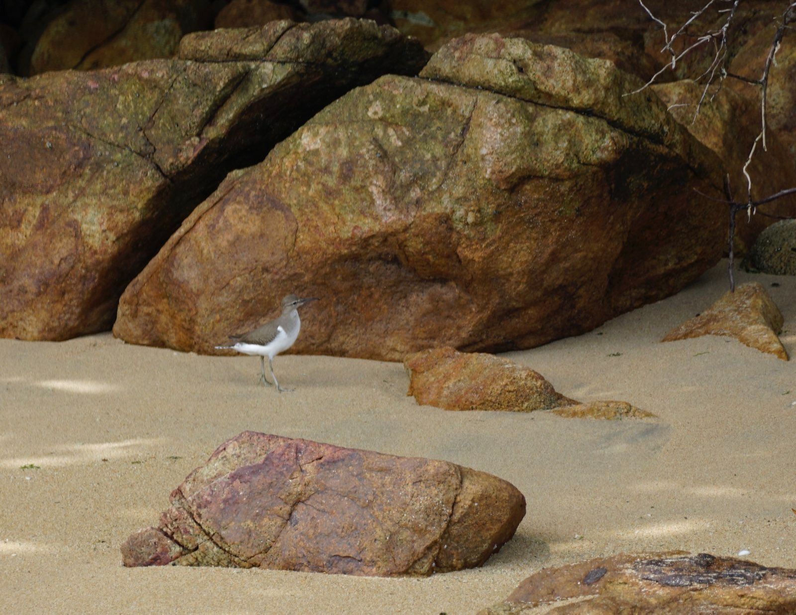 Small bird on a sandy beach.