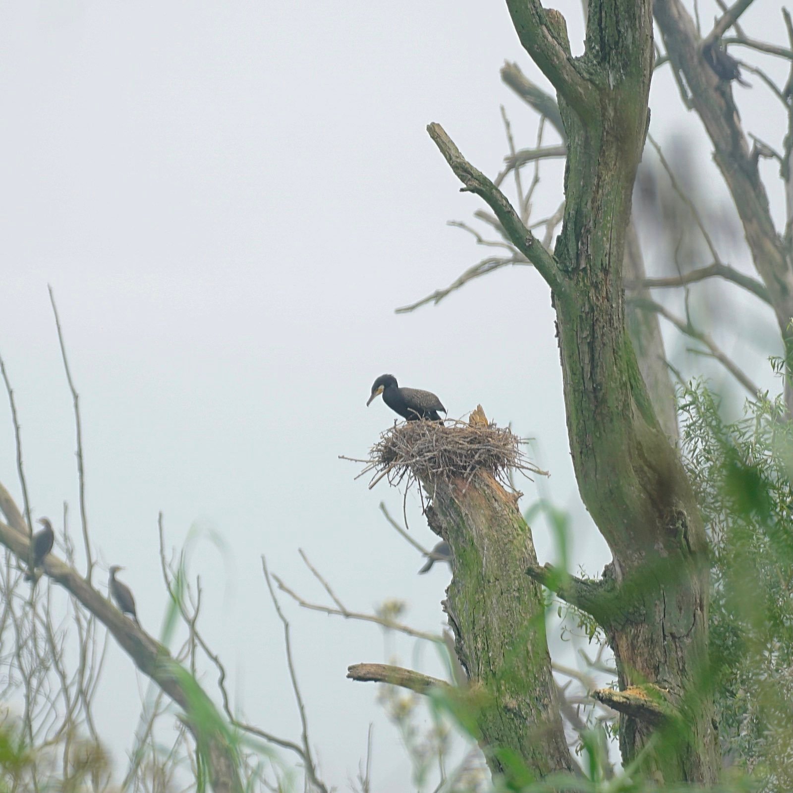 A cormorant standing in a nest on the top of a dead tree.