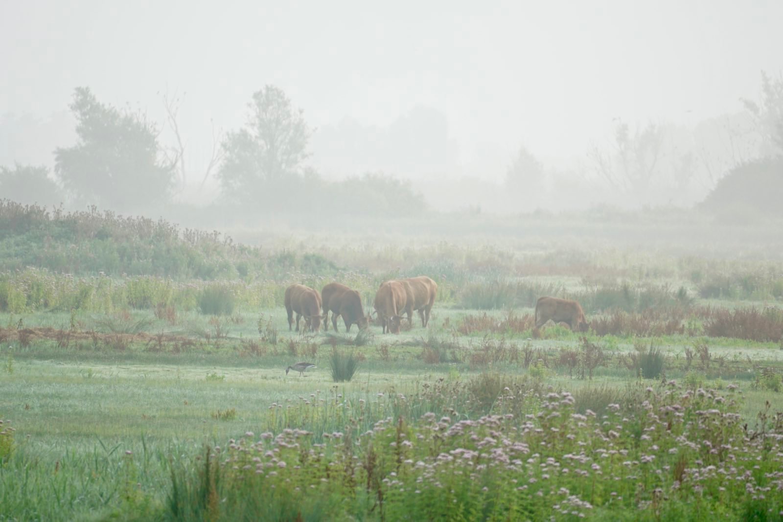 A couple brown cows and their calves seen grazing through the mist.