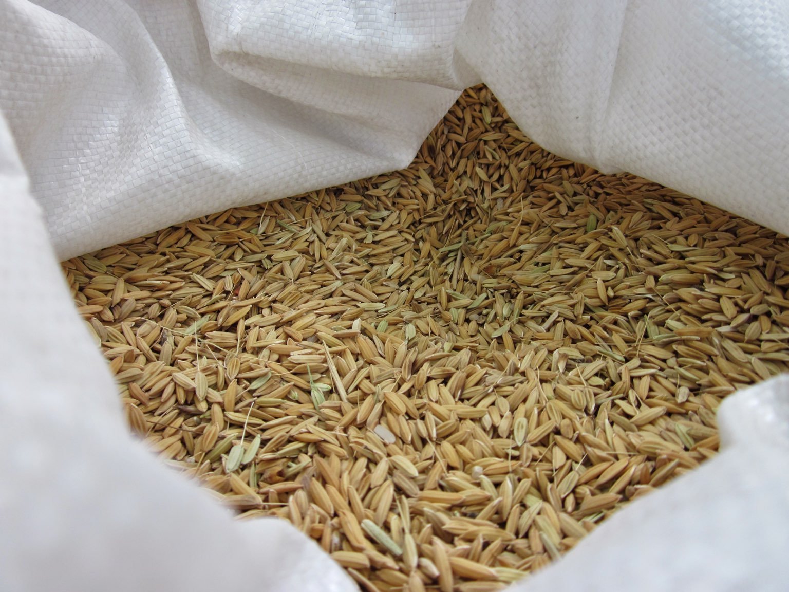 A view into a white sack of unprocessed rice.