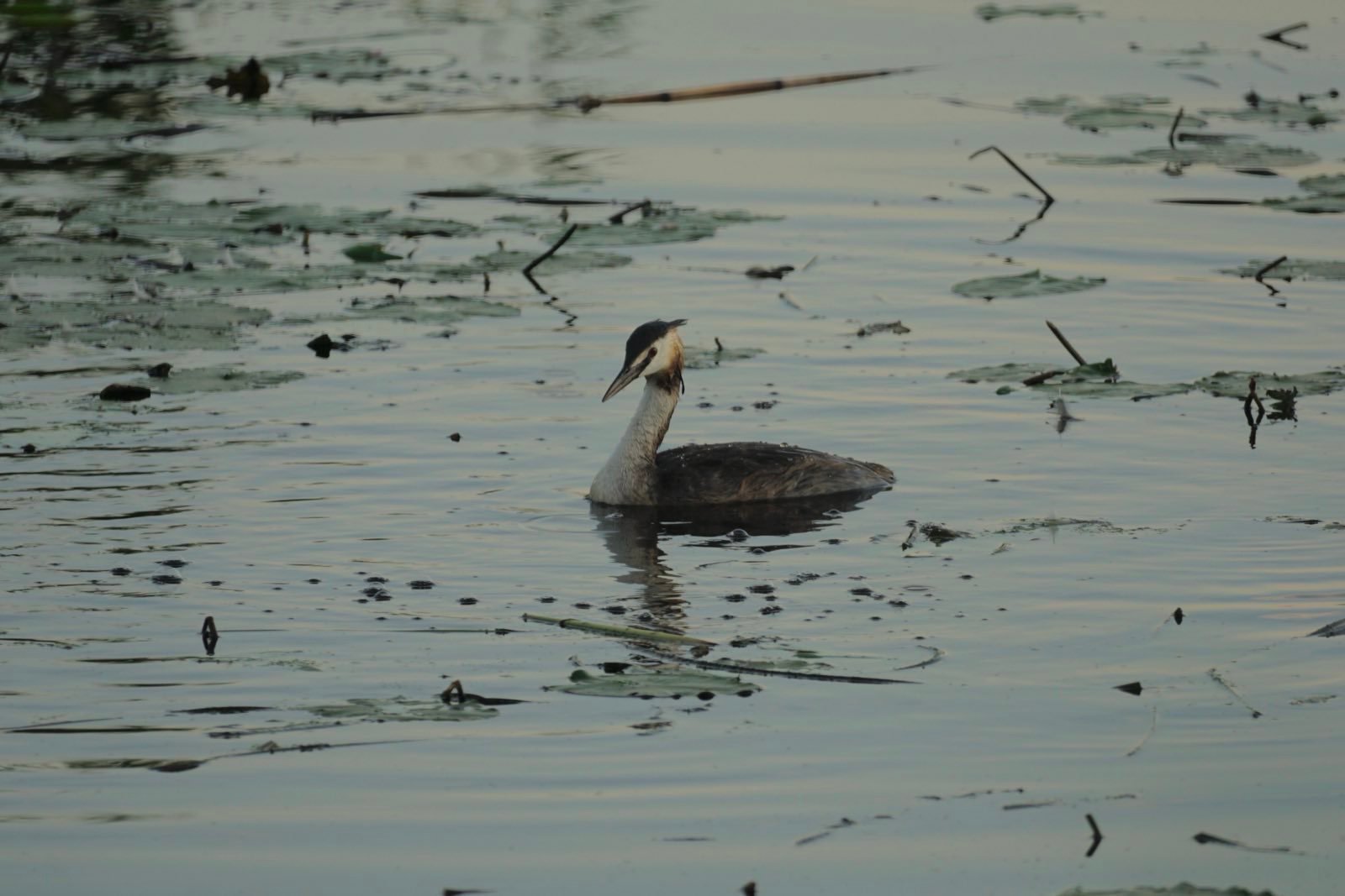 A Crested Grebe in the middle of a pond.