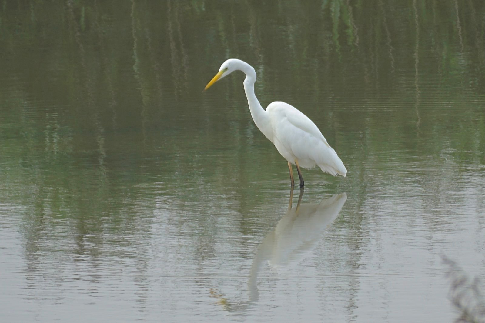 A Great Egret. Not easy to see in this photo, but they have green near their eyes.