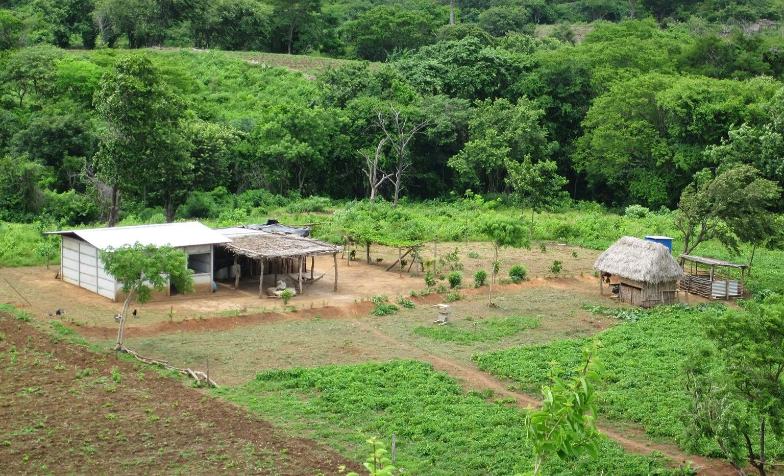 A rural family homestead. Chickens on the patio, small fields foreground, jungle backdrop.
