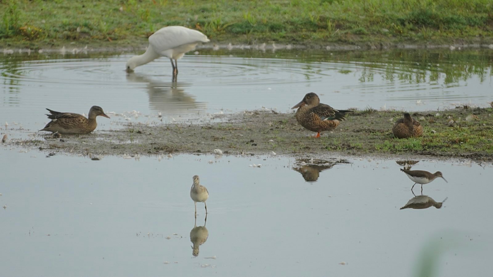 Some ducks and plovers in the foreground, spoonbill in the background.