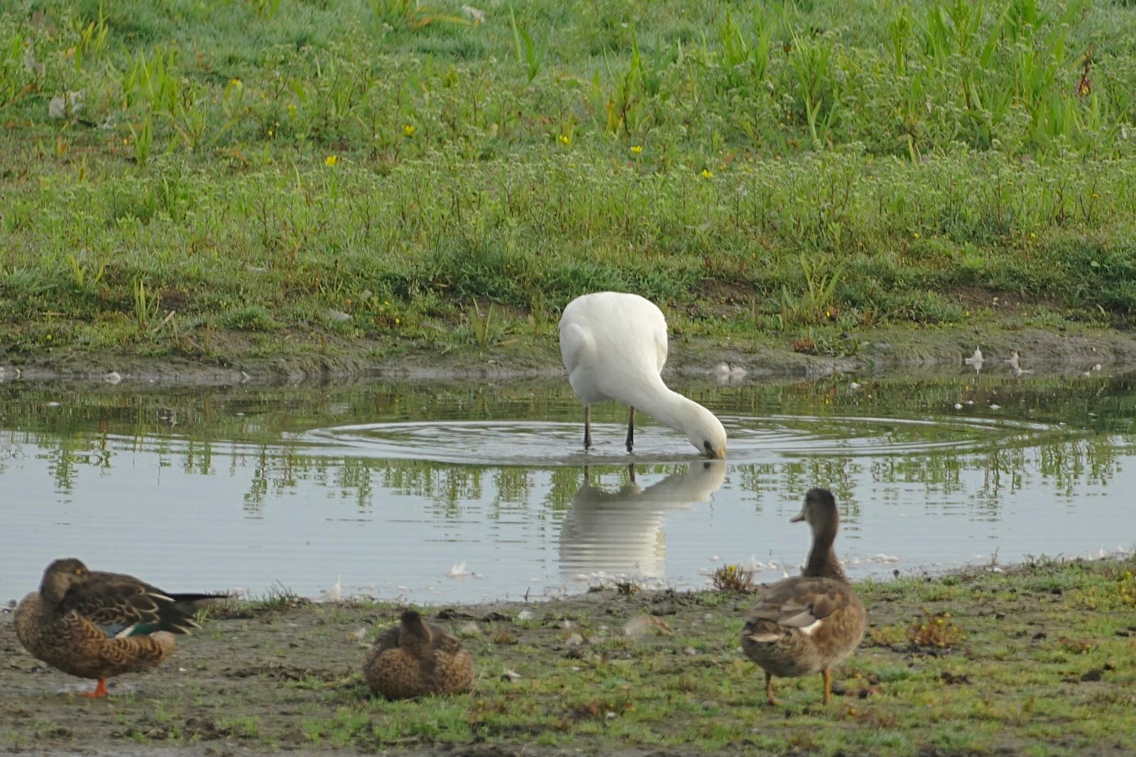 A spoonbill hunting while some ducks look on.