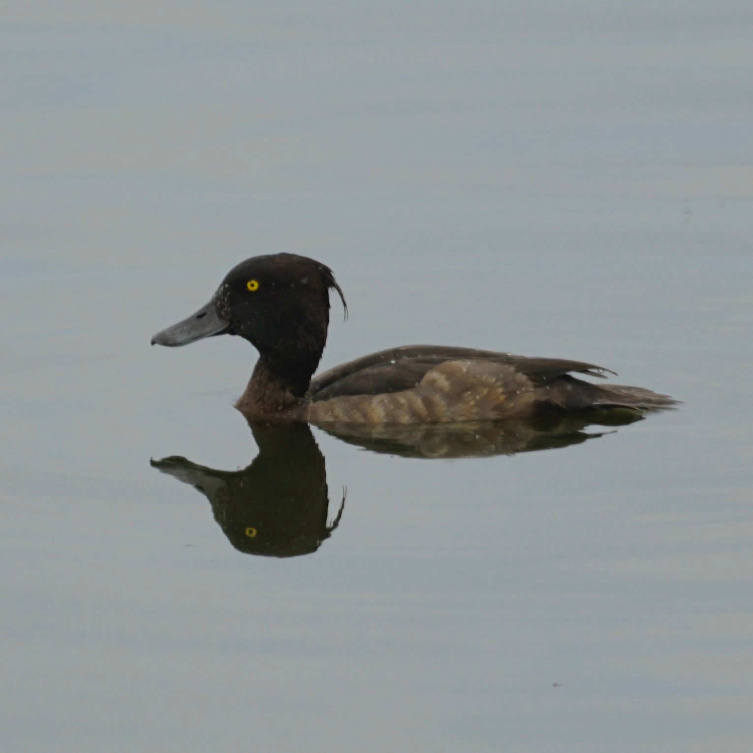 Another tufted duck, this one has a tuft.