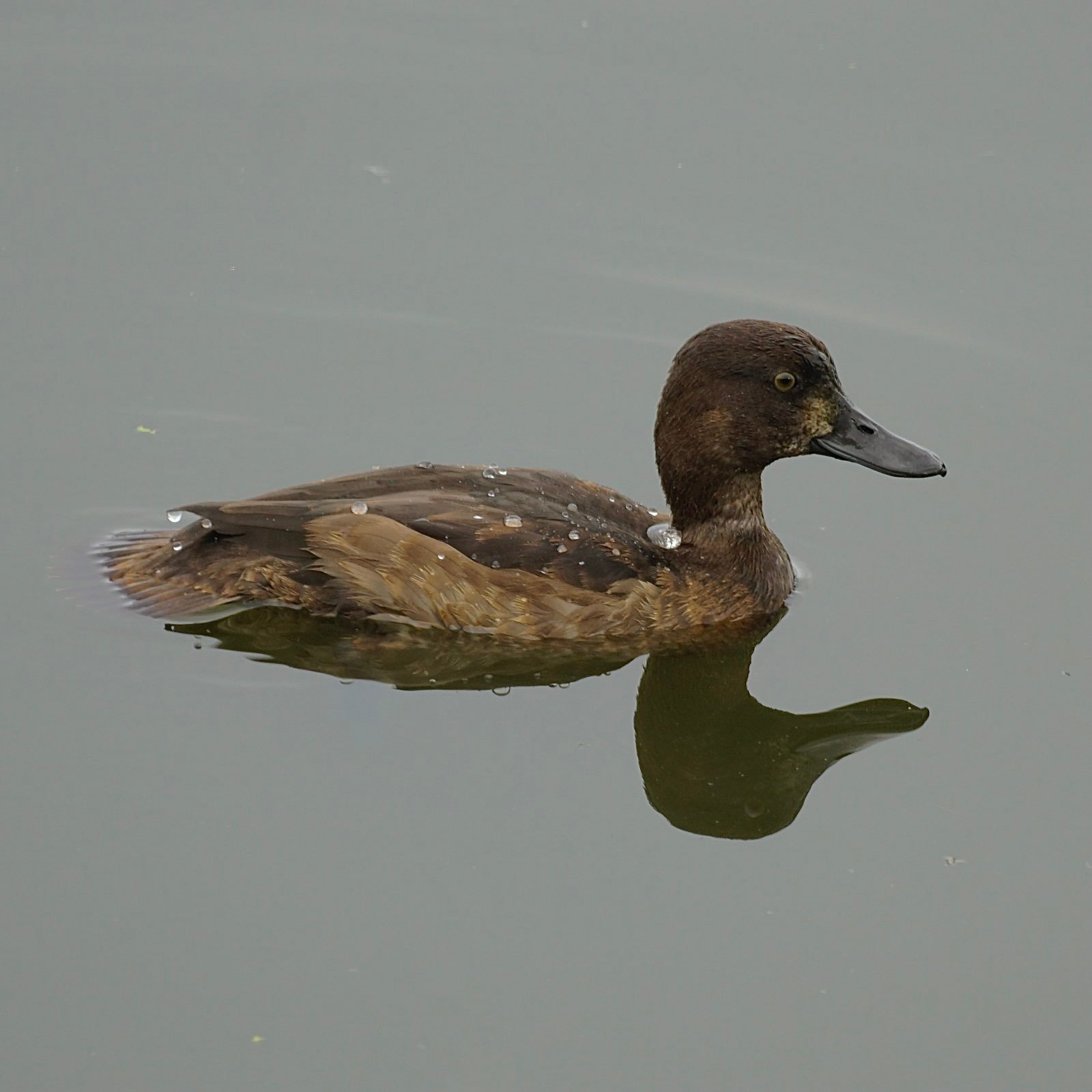 A female tufted duck with no tuft.