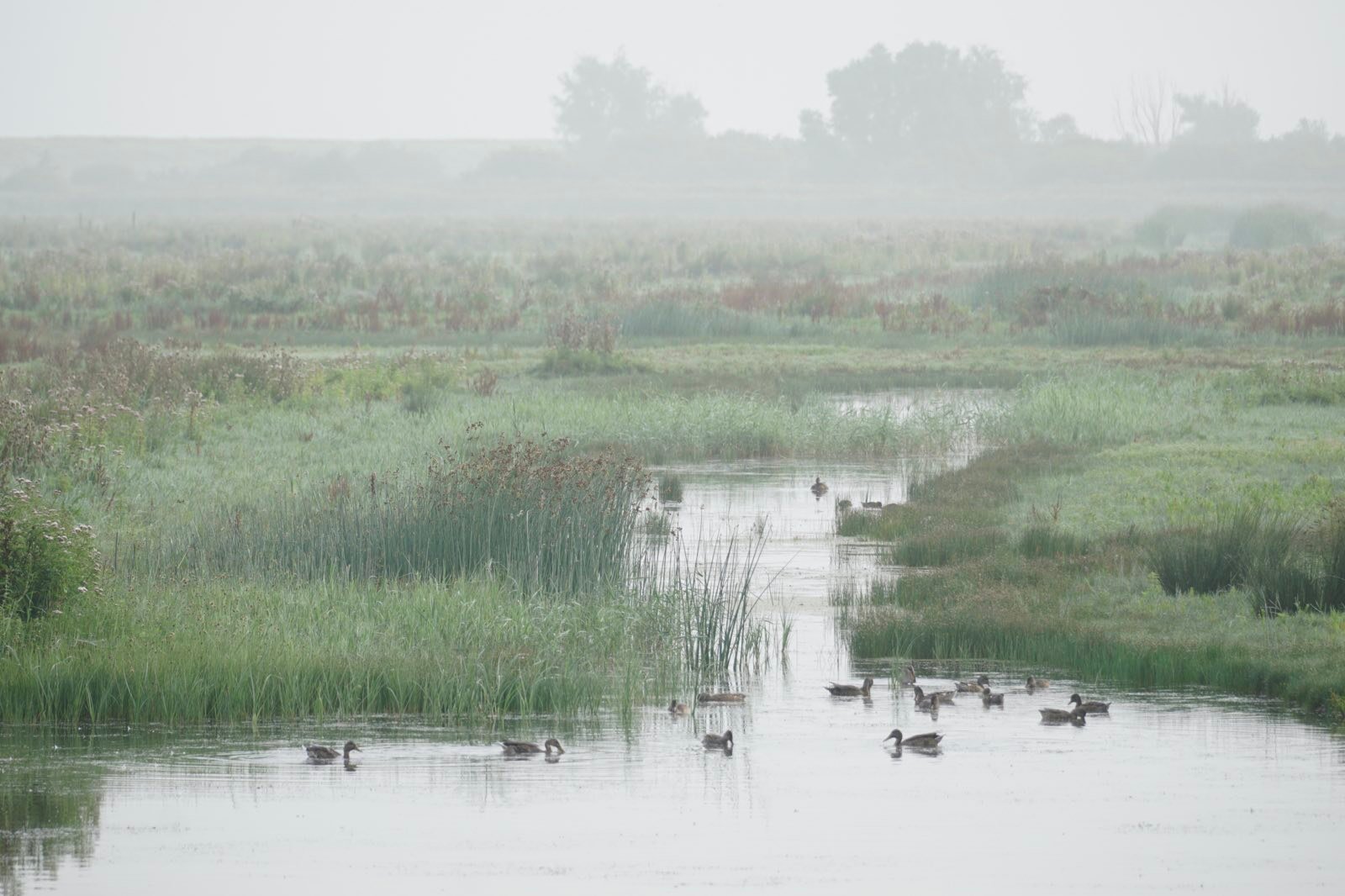 Ducks on a pond in the foreground, a hazy shadow of the dike in the background.