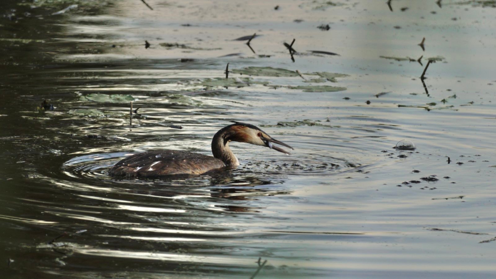 A soggy looking Crested Grebe holding a tiny fish in its beak.