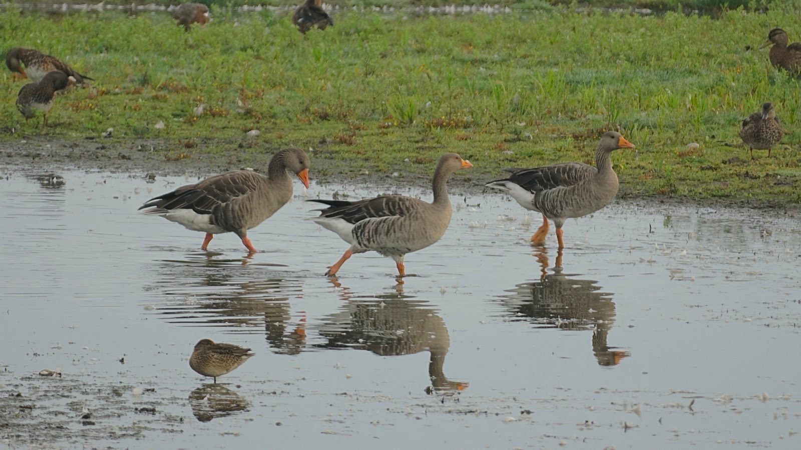 Three large geese stride quickly through shallow water.