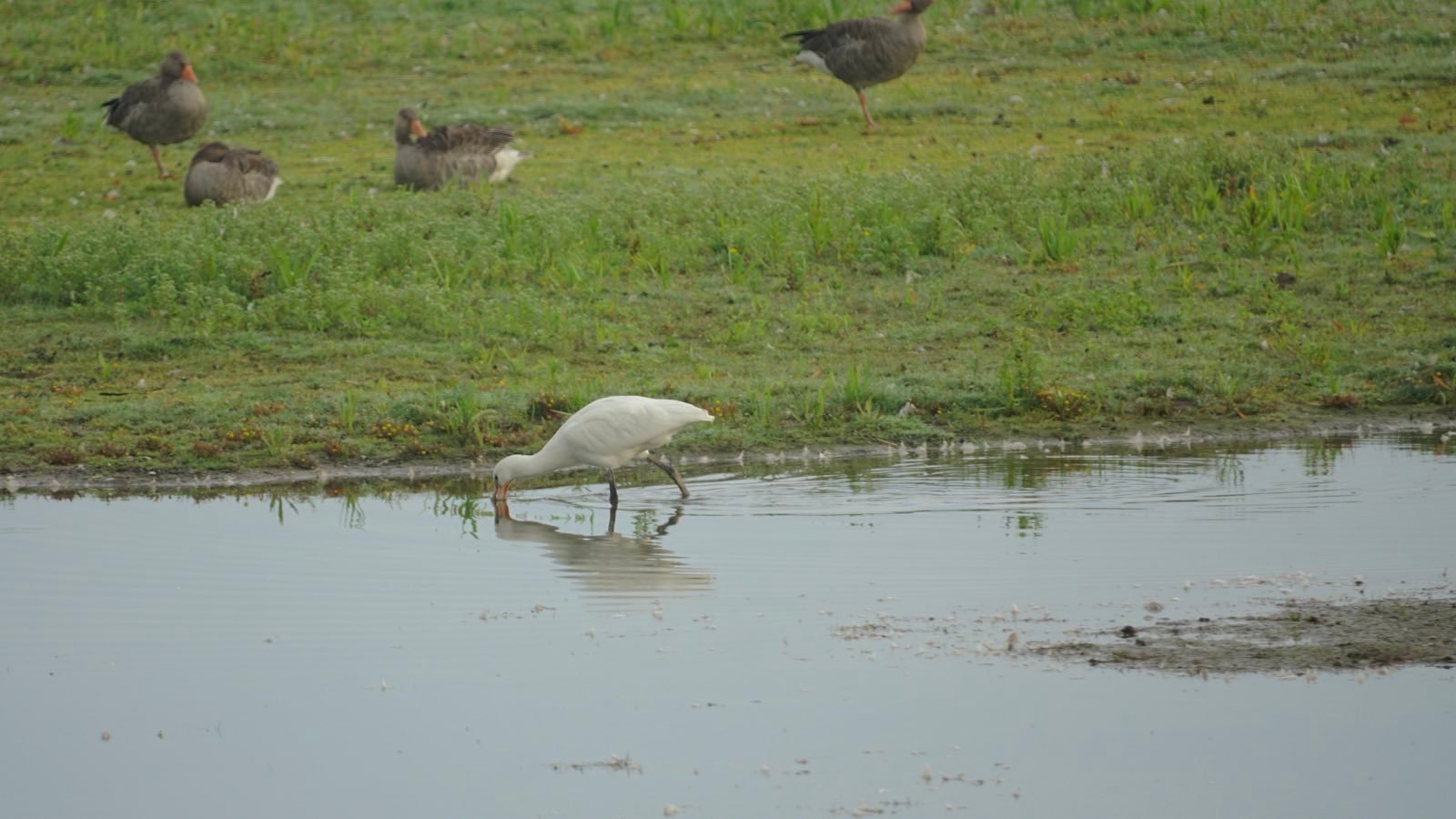 A spoonbill hunting while some geese look on.