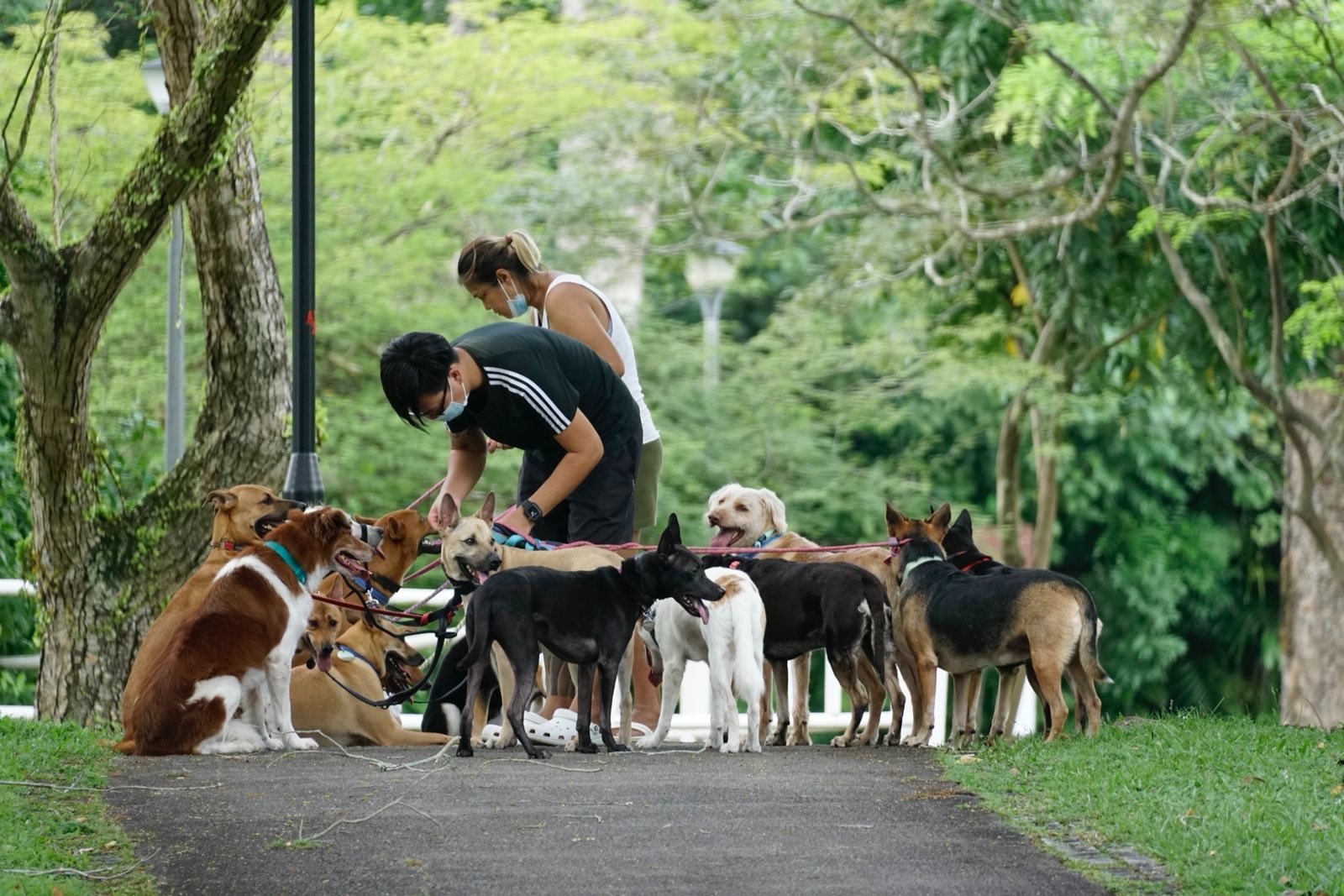 Many dogs on leashes standing around some dog walkers.