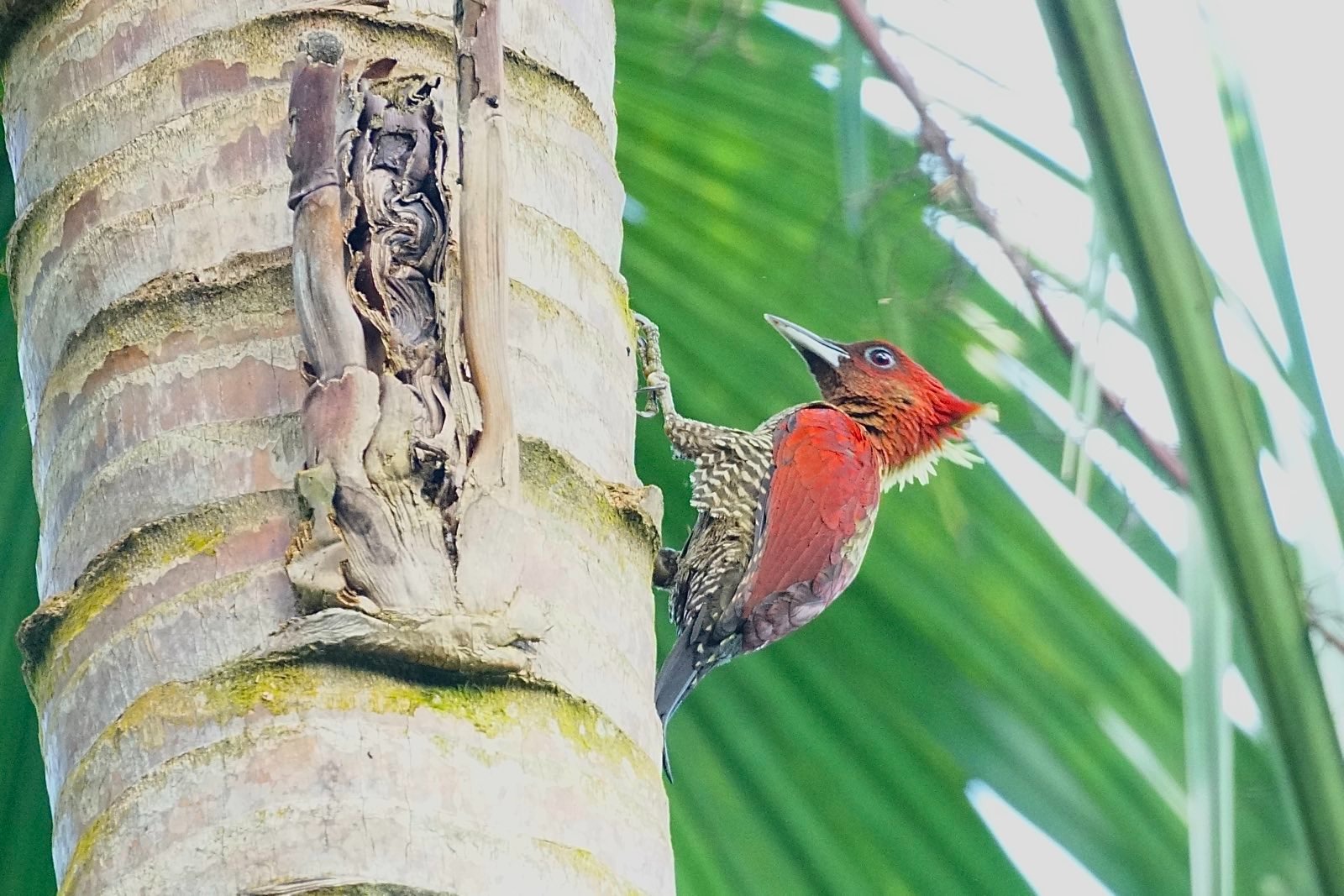 Red woodpecker on a coconut tree