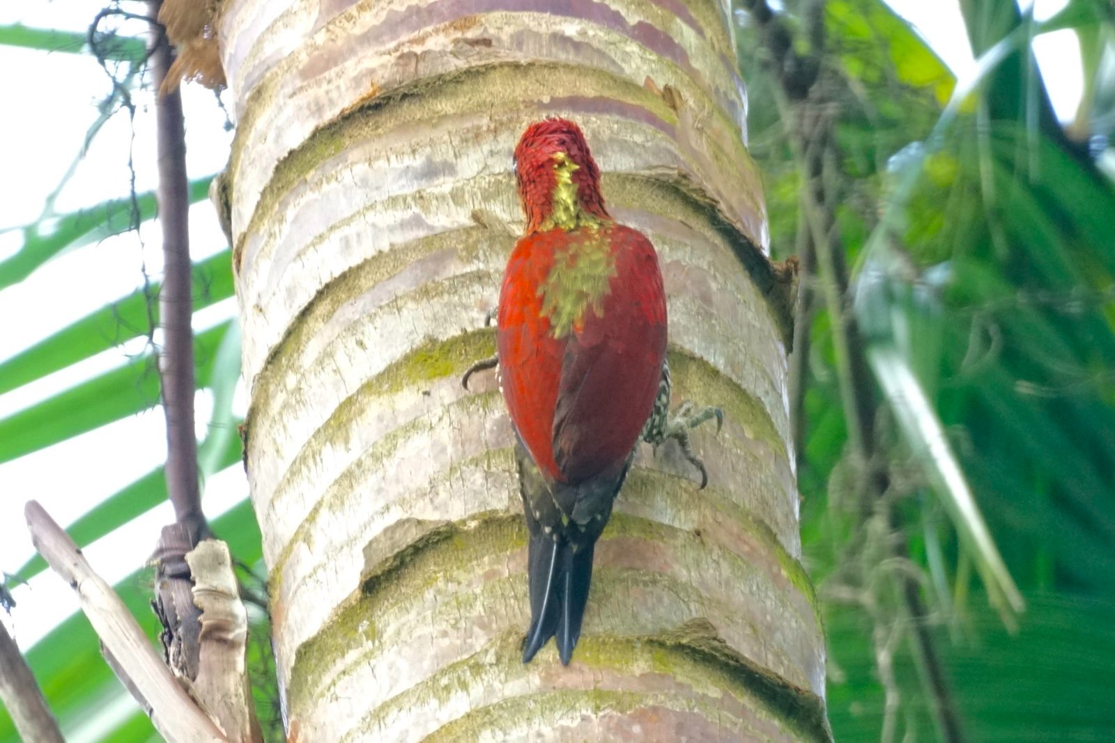 Red woodpecker on a coconut tree