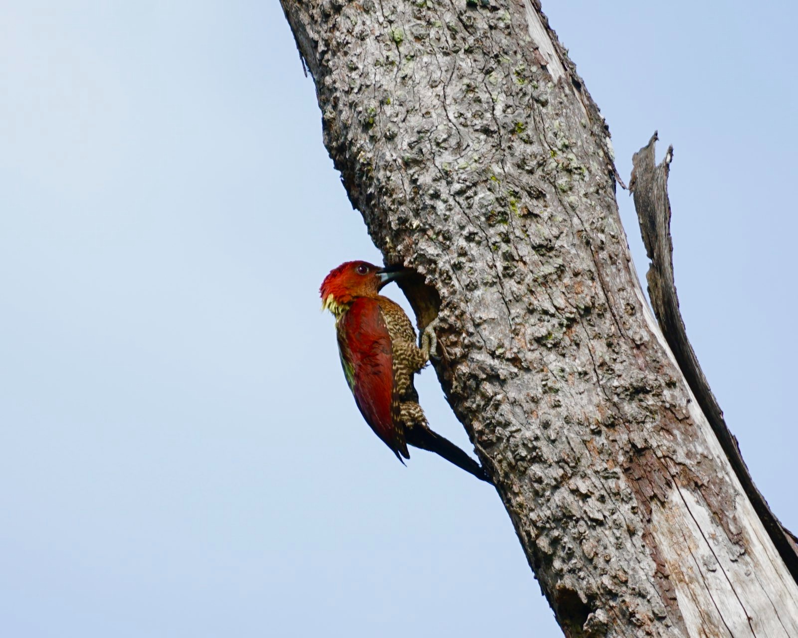 Red woodpecker on a dead trunk.