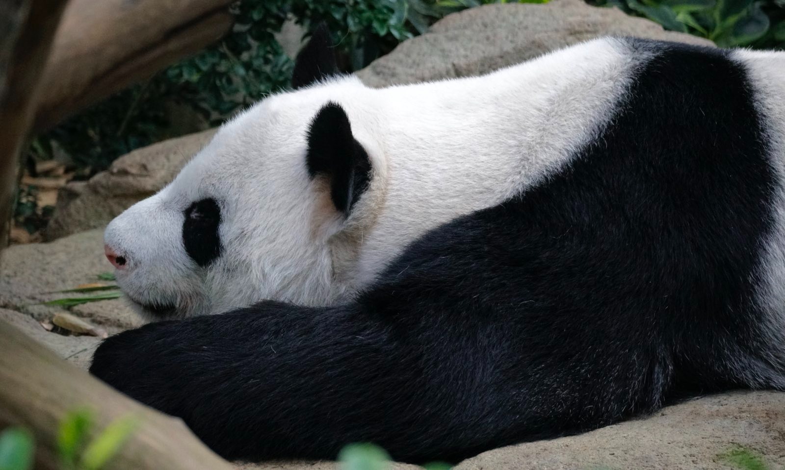 Sleepy big panda completely sprawled out on the floor of the indoor enclosure.