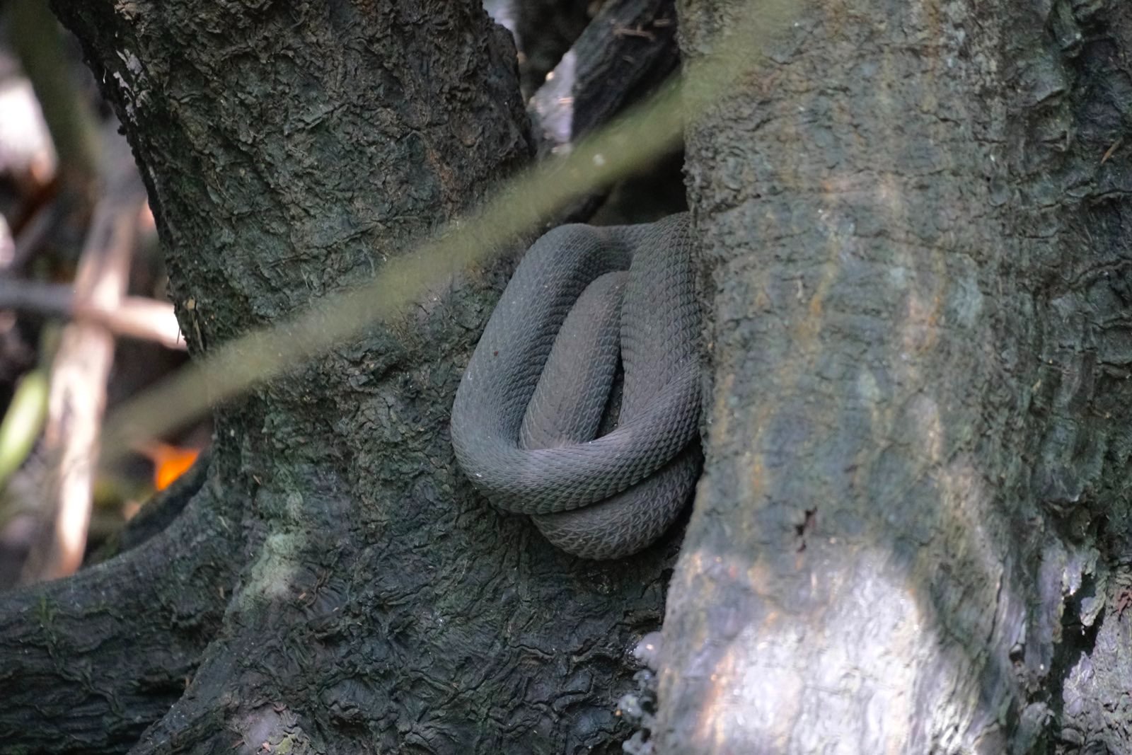 Snake sleeping between two tree branches.