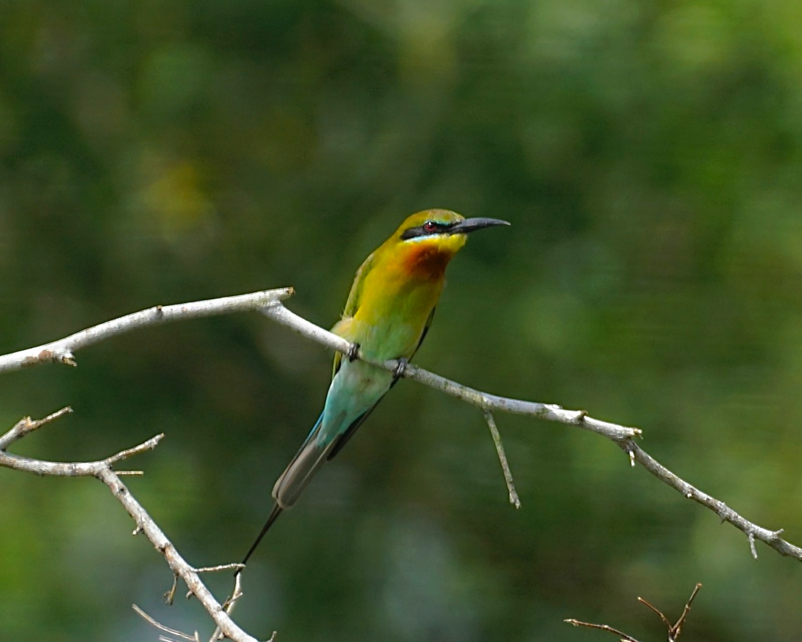 Rainbow-coloured birds on a branch.