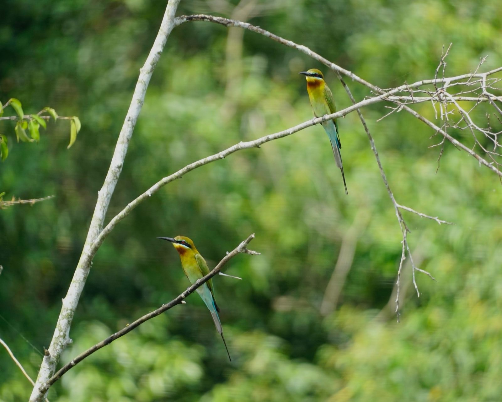 Rainbow-coloured birds on a branch.