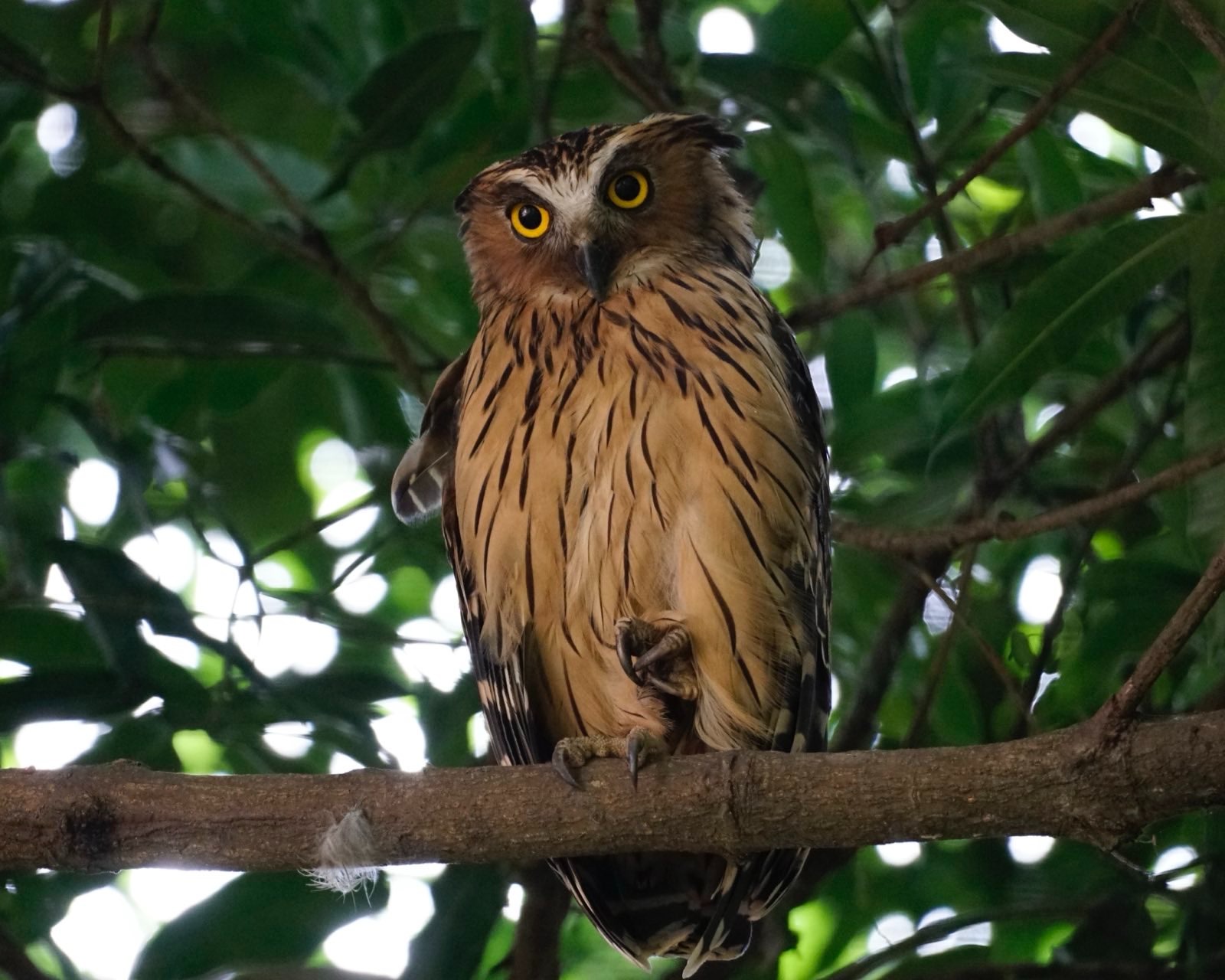 Brown owl with yellow eyes.