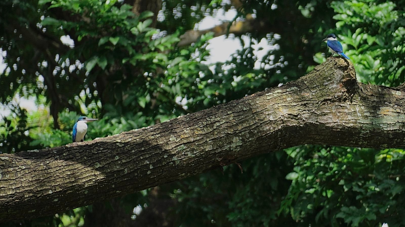 Two blue birds on a branch.