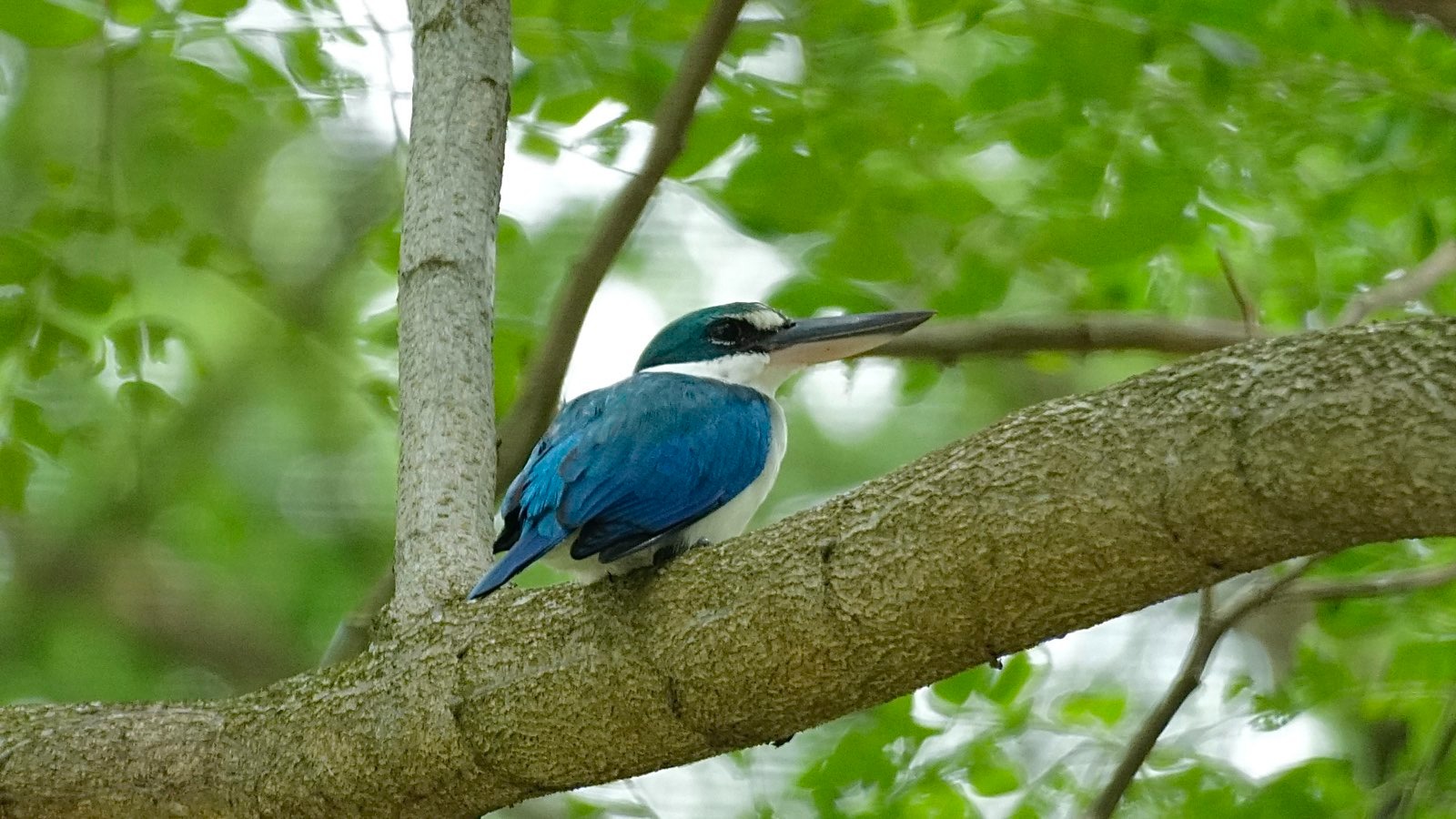 Blue bird on a branch.