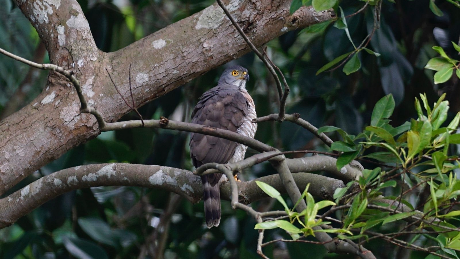 Brown hawk in tree.