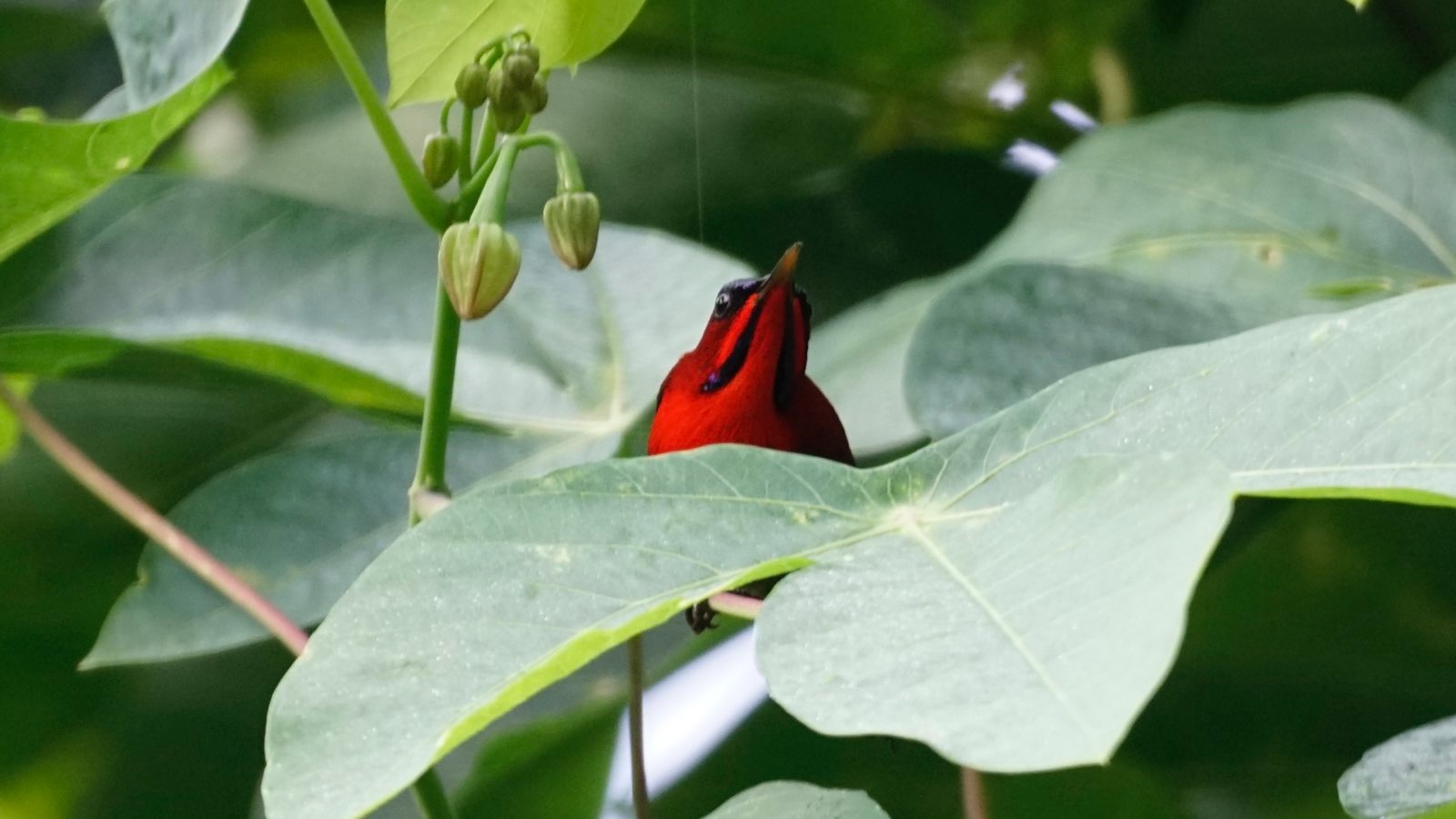 Small bird with bright read head.