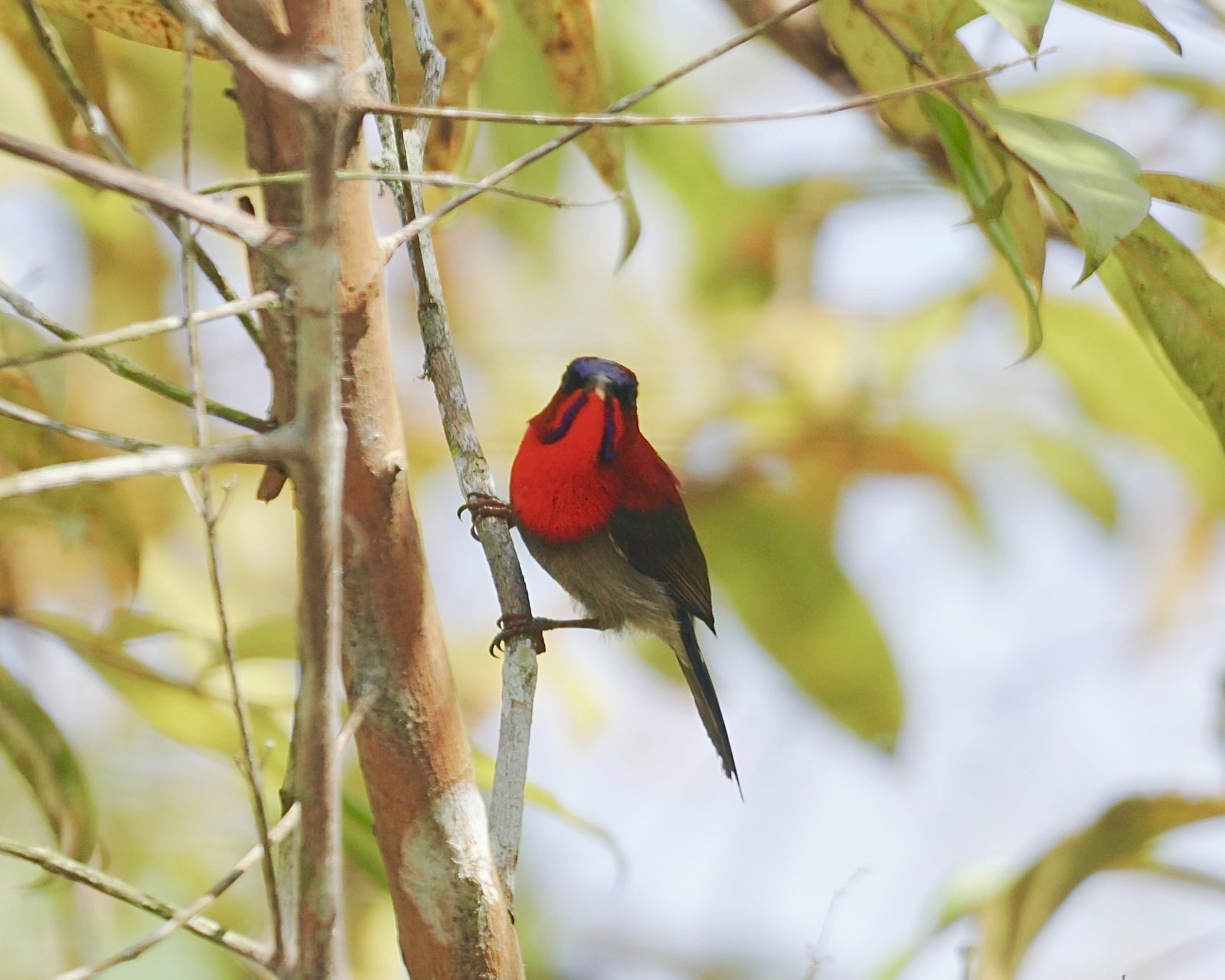 Small bird with bright read head.