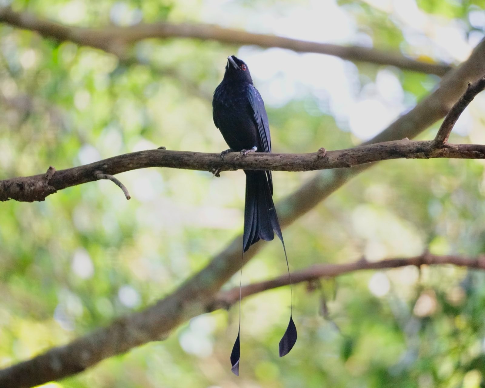 Dark blue bird with two extra long tail feathers like rackets