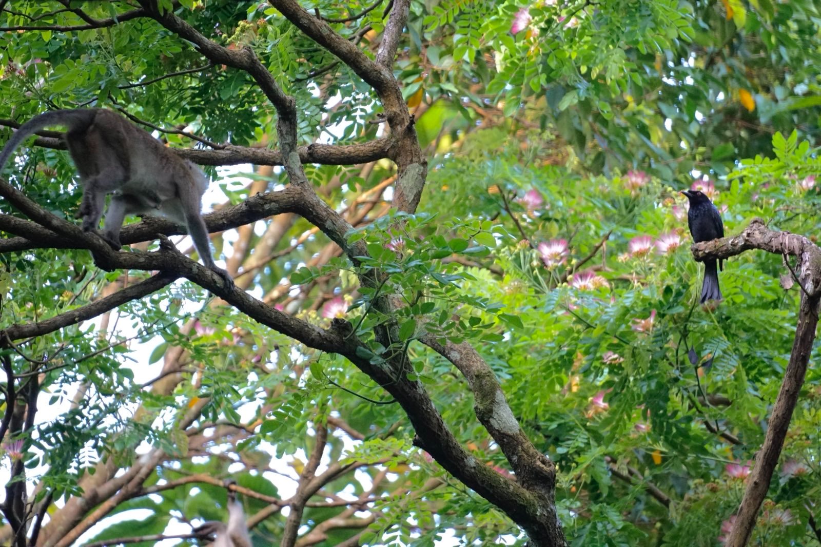 Drongo watching monkey climb along a branch.