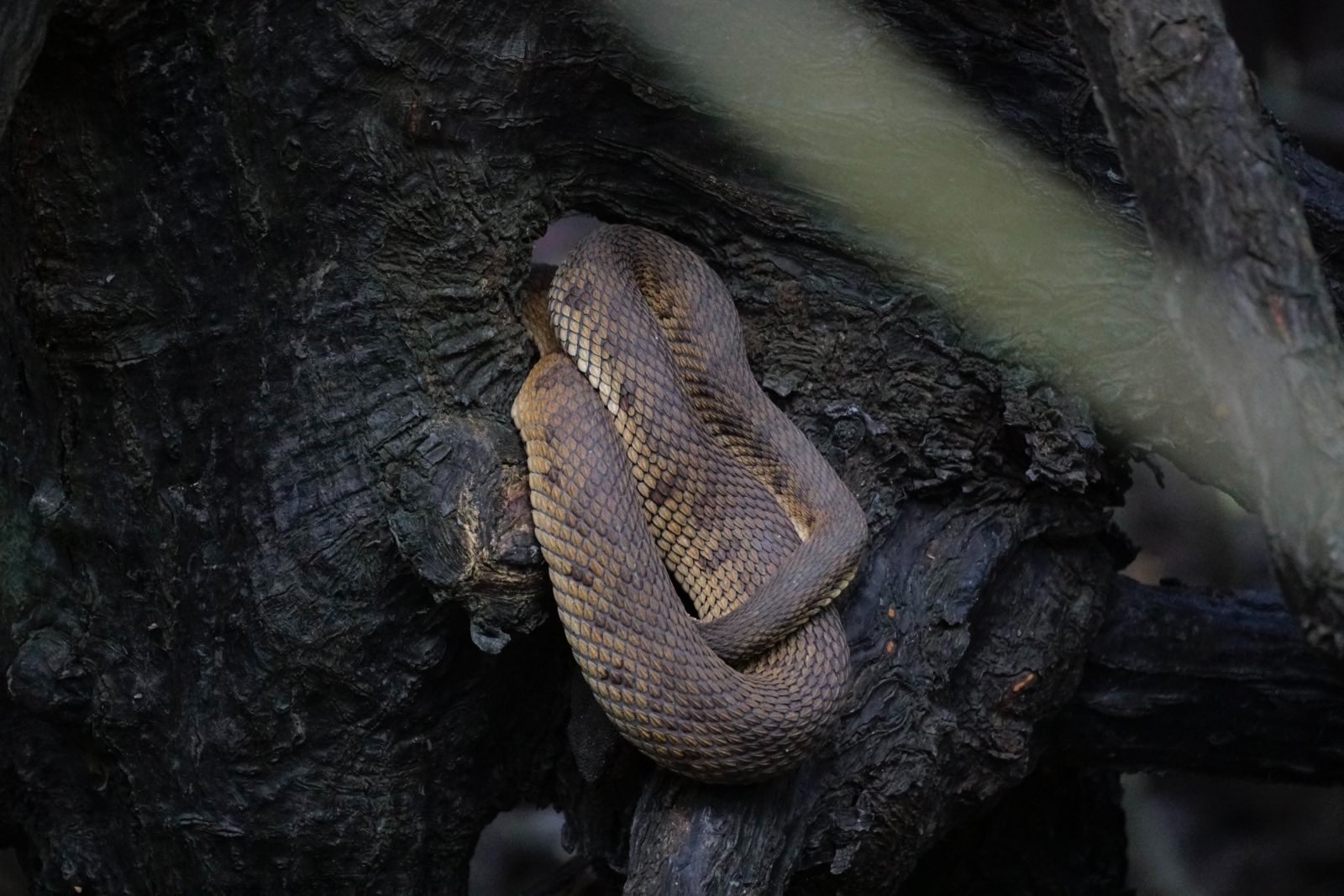 Snake sleeping between two tree branches.