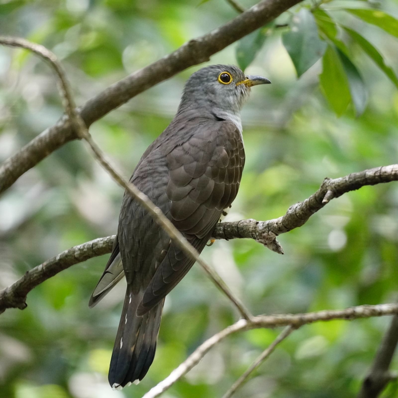 Grey bird on a branch.