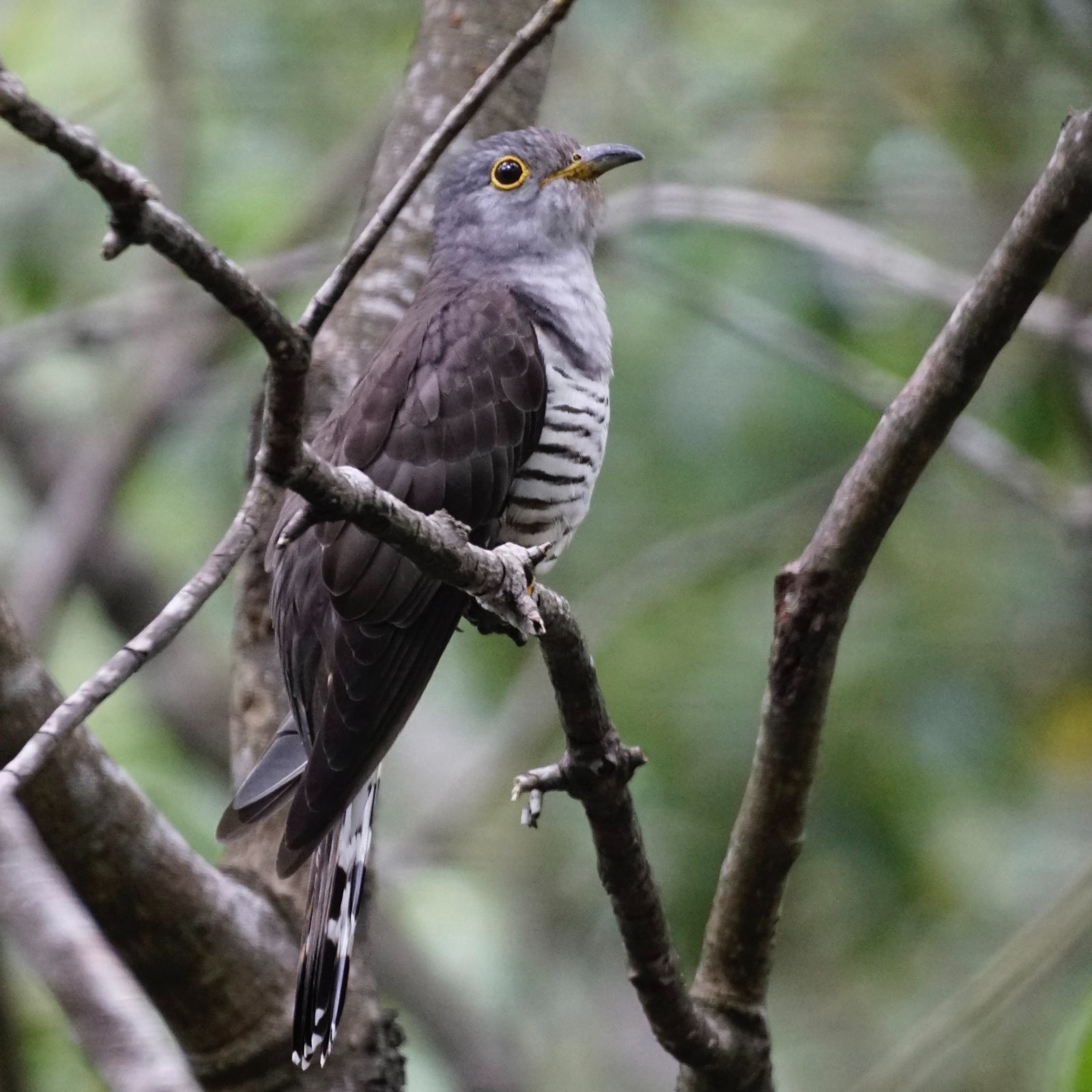 Grey bird on a branch.