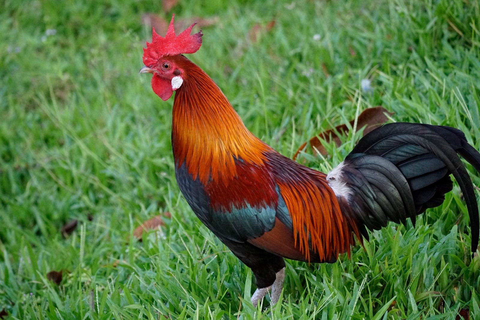 A male red junglefowl that basically looks like a domesticated rooster