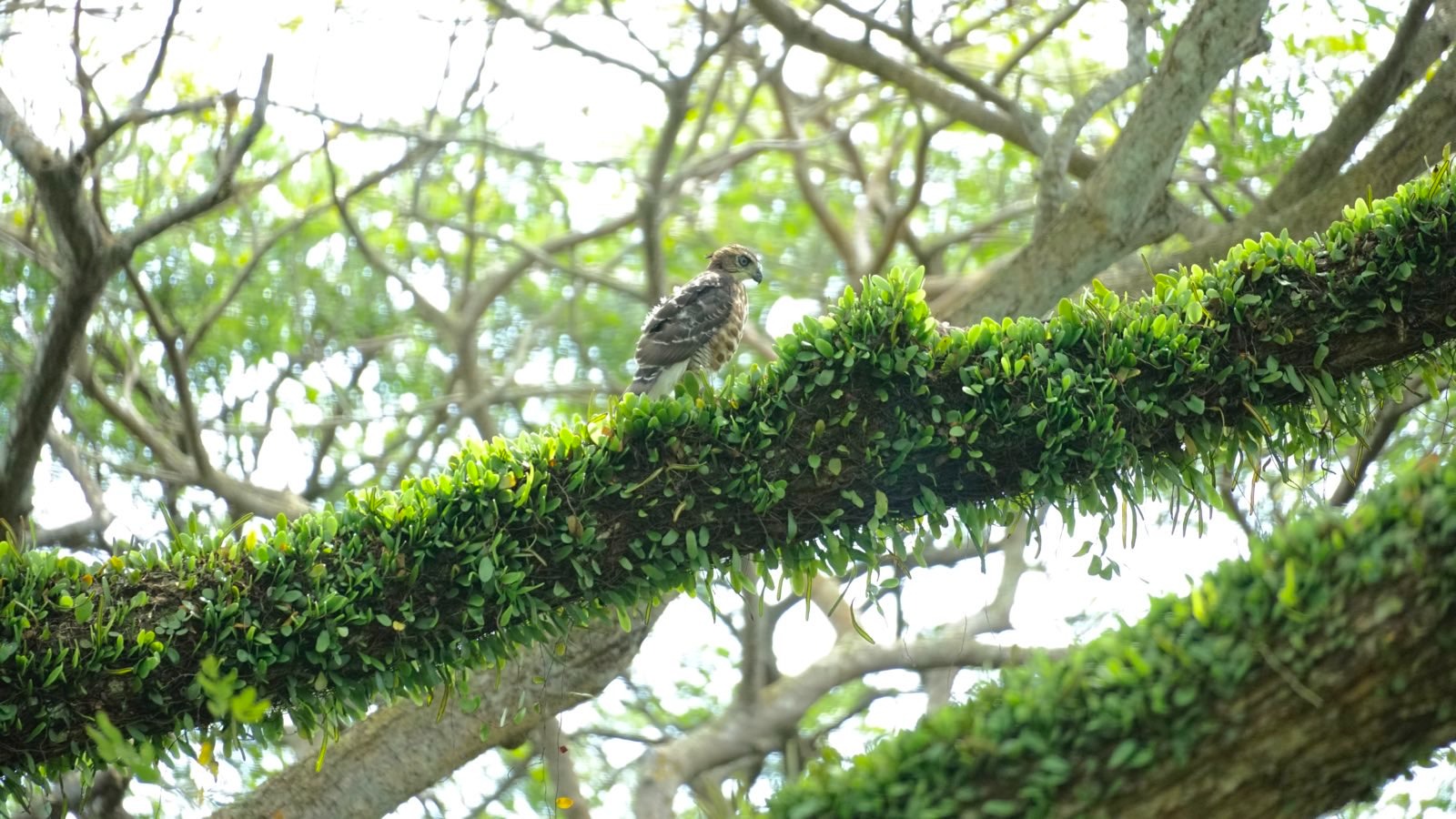 Brown juvenile hawk in tree.