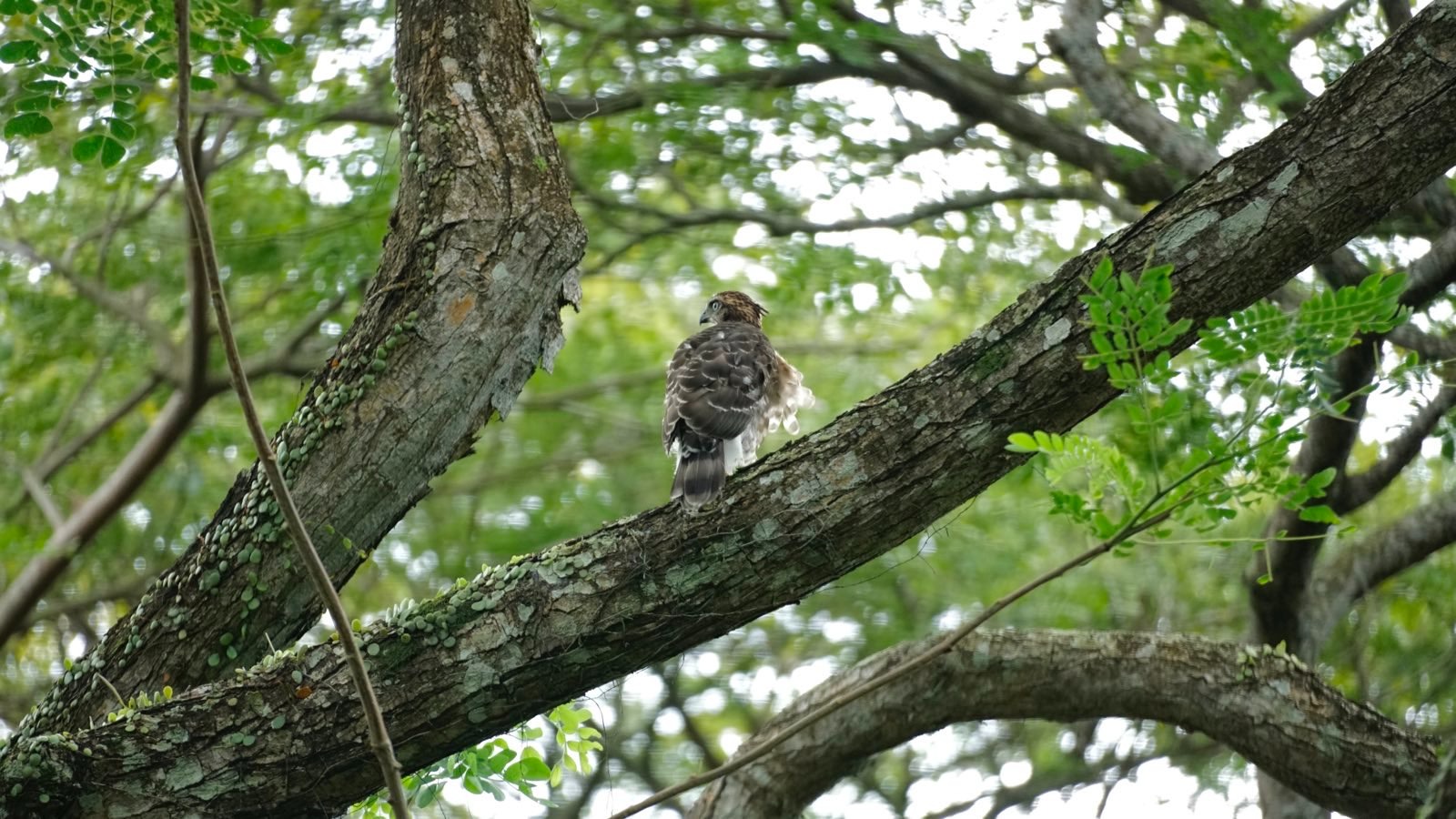 Brown juvenile hawk in tree.