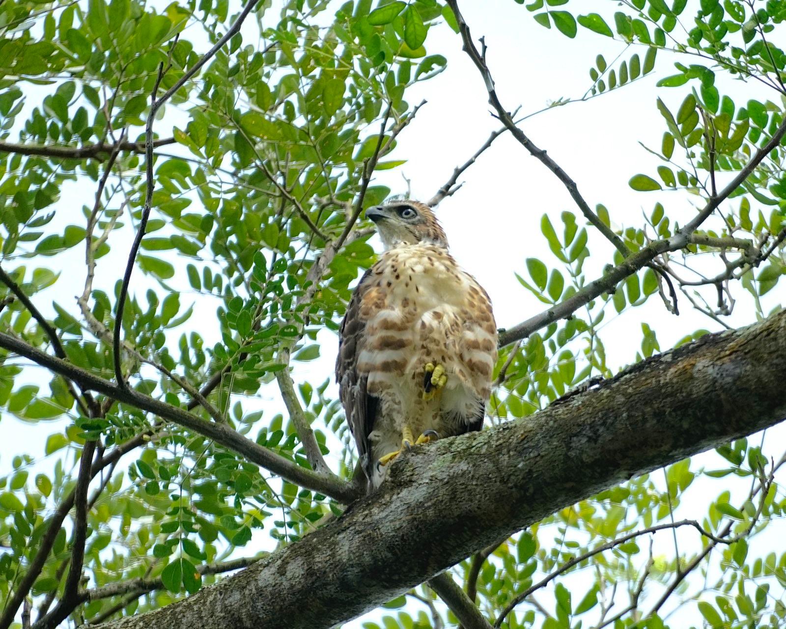 Brown juvenile hawk in tree.