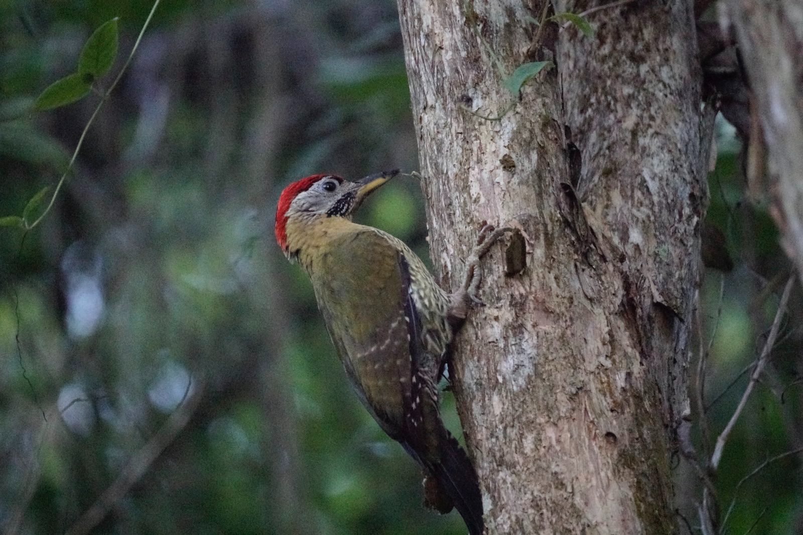 Olive-coloured woodpecker with red crest feeding.