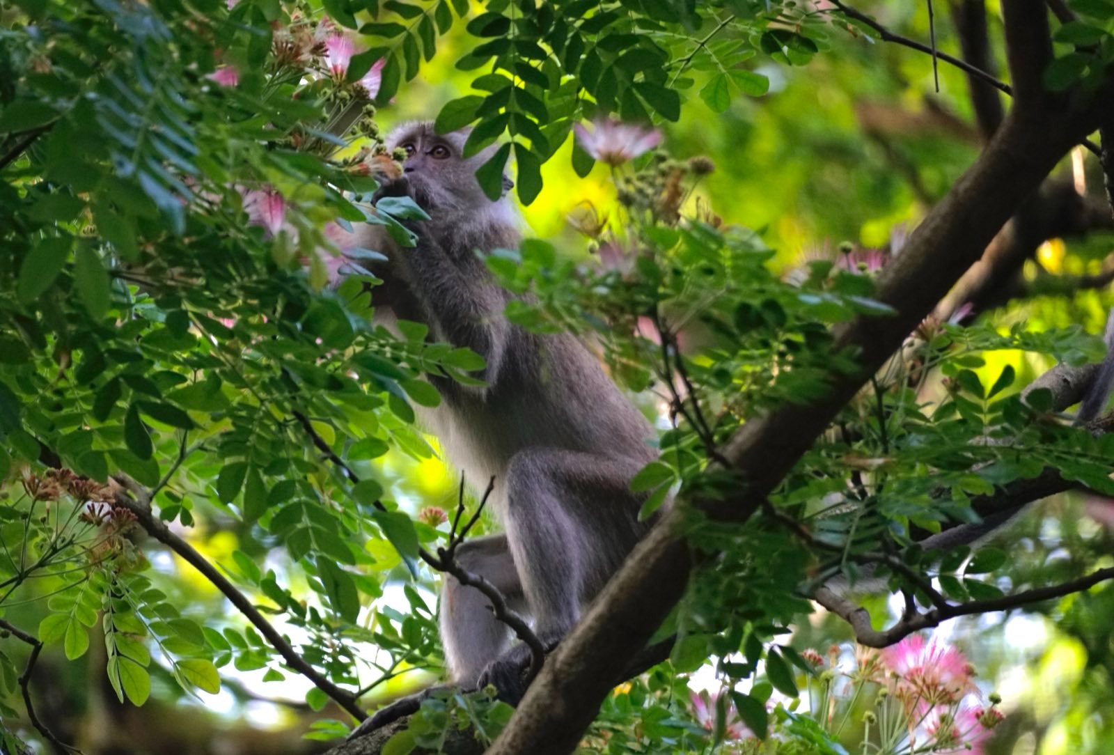 Monkey pulling a flower to its mouth.