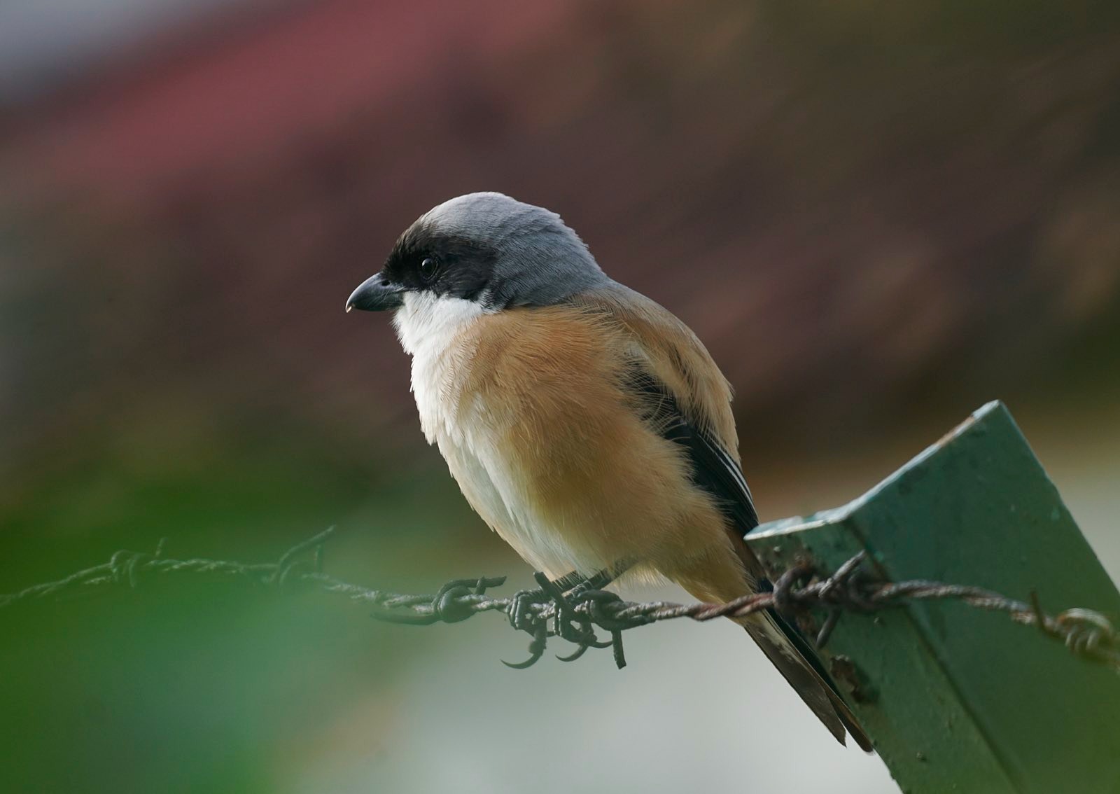 Small grey and black bird with orange highlights