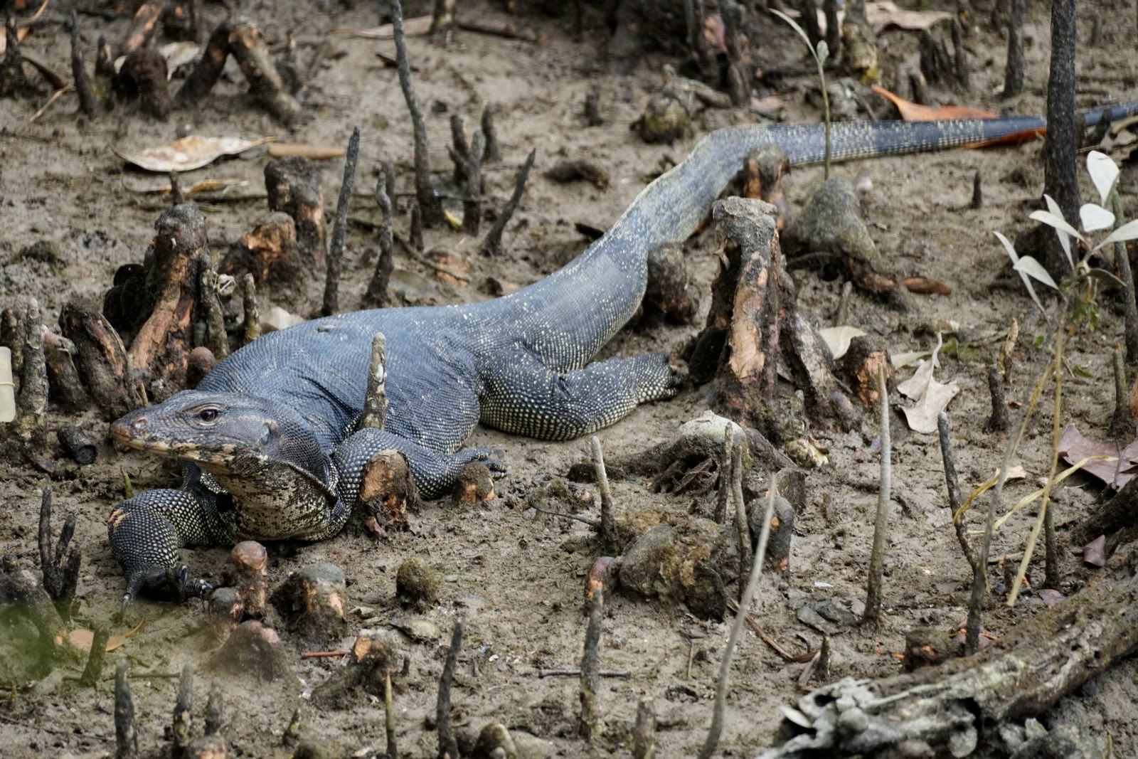 Huge lizard lying in the sandy muck of the mangrove.