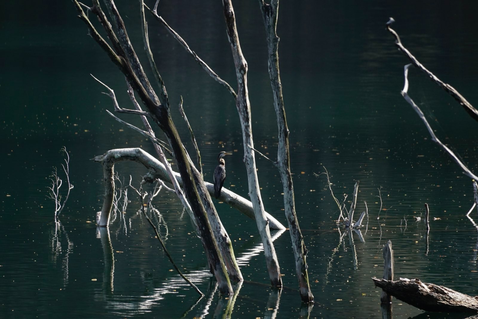 Deep blue water and a heron on a log.