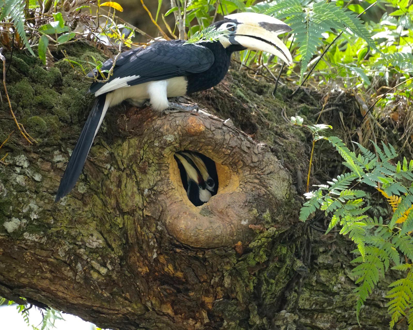 Black and white birds with huge beaks. Male is perched outside a hole, female's head is visible inside the hole.