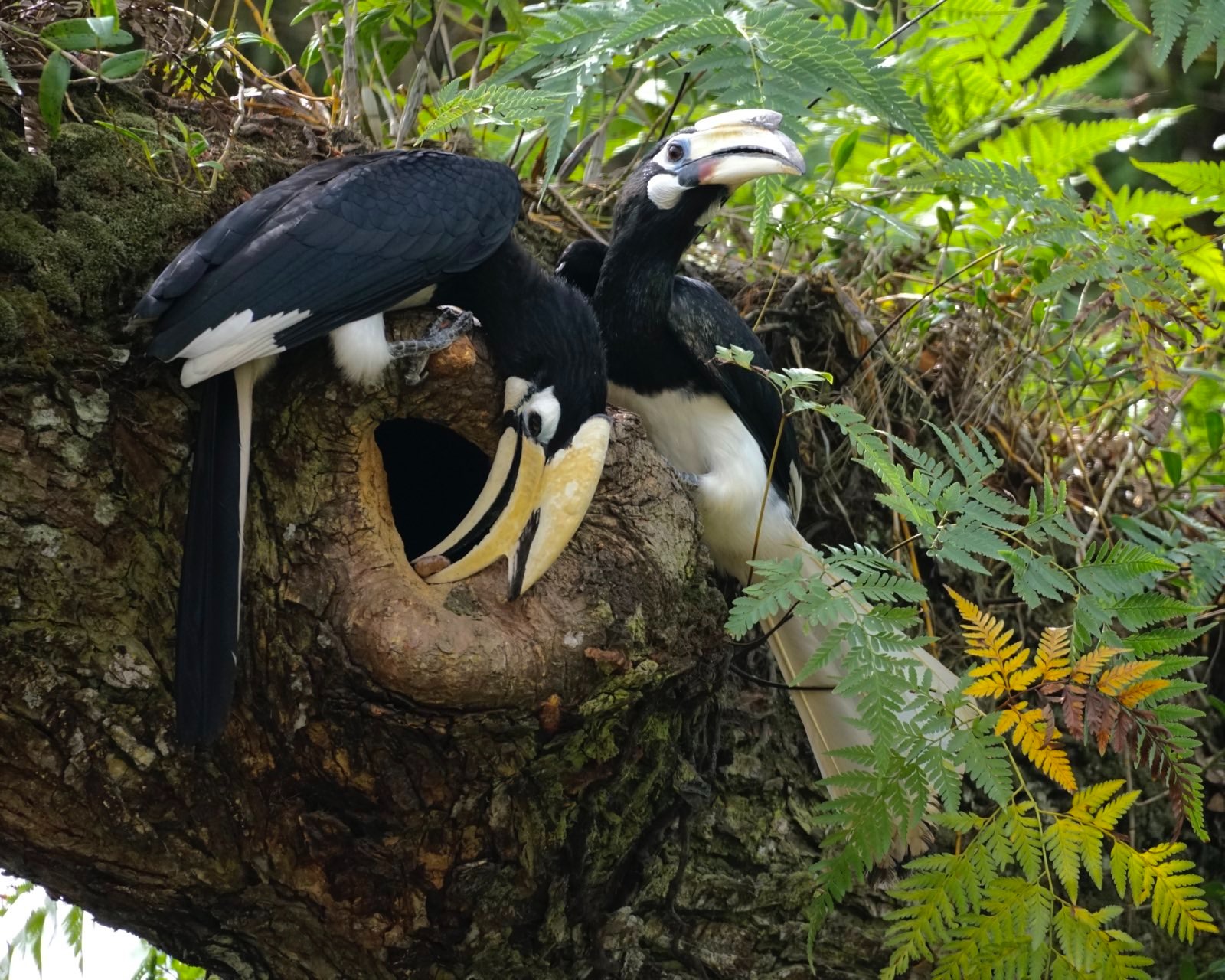 Black and white birds with huge beaks perched around a hole in a tree branch.