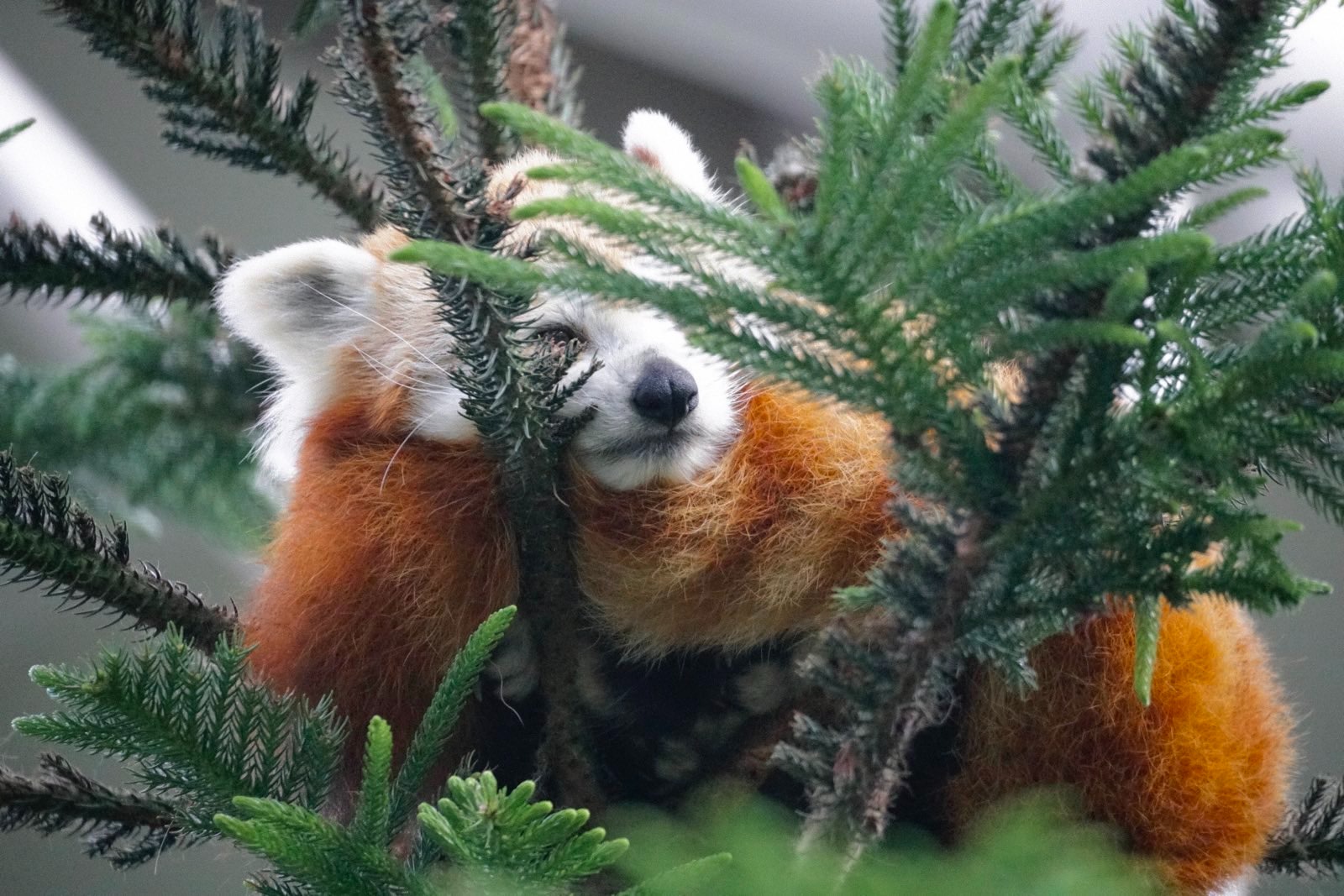 Sleepy red panda at the top of a tree in the indoor enclosure.