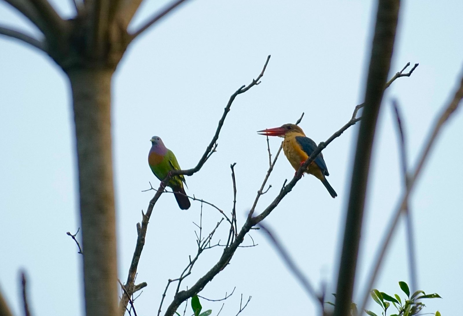 Kingfisher is blue and yellow, with a bright orange beak.